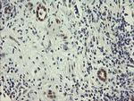 RBPMS Antibody in Immunohistochemistry (Paraffin) (IHC (P))