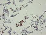 RBPMS Antibody in Immunohistochemistry (Paraffin) (IHC (P))