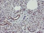 RBPMS Antibody in Immunohistochemistry (Paraffin) (IHC (P))