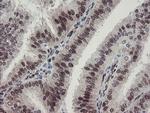 RBPMS Antibody in Immunohistochemistry (Paraffin) (IHC (P))