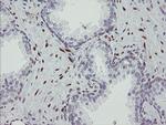 RBPMS Antibody in Immunohistochemistry (Paraffin) (IHC (P))