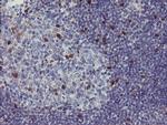 RBPMS Antibody in Immunohistochemistry (Paraffin) (IHC (P))