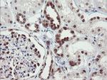 RBPMS Antibody in Immunohistochemistry (Paraffin) (IHC (P))