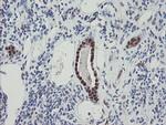 RBPMS Antibody in Immunohistochemistry (Paraffin) (IHC (P))