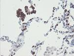 RBPMS Antibody in Immunohistochemistry (Paraffin) (IHC (P))