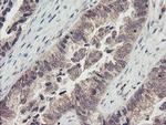 RBPMS Antibody in Immunohistochemistry (Paraffin) (IHC (P))