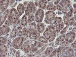 RBPMS Antibody in Immunohistochemistry (Paraffin) (IHC (P))