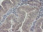 RBPMS Antibody in Immunohistochemistry (Paraffin) (IHC (P))