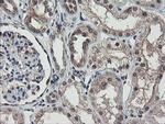 RBPMS Antibody in Immunohistochemistry (Paraffin) (IHC (P))