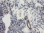 RBPMS Antibody in Immunohistochemistry (Paraffin) (IHC (P))