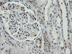 RBPMS Antibody in Immunohistochemistry (Paraffin) (IHC (P))