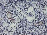 RBPMS Antibody in Immunohistochemistry (Paraffin) (IHC (P))