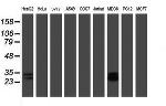 RBPMS Antibody in Western Blot (WB)