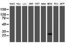 RBPMS Antibody in Western Blot (WB)