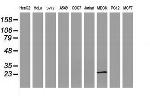 RBPMS Antibody in Western Blot (WB)