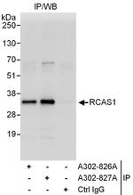 RCAS1 Antibody in Immunoprecipitation (IP)