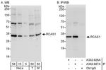 RCAS1 Antibody in Western Blot (WB)