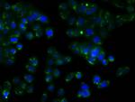 RDH11 Antibody in Immunocytochemistry (ICC/IF)