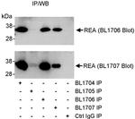 REA Antibody in Immunoprecipitation (IP)