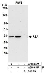 REA Antibody in Western Blot (WB)