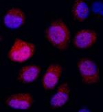 REDD1 Antibody in Immunocytochemistry (ICC/IF)