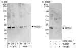 REDD1 Antibody in Western Blot (WB)