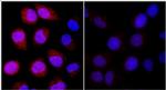 REDD1 Antibody in Immunocytochemistry (ICC/IF)