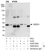 REDD1 Antibody in Western Blot (WB)
