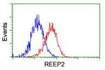 REEP2 Antibody in Flow Cytometry (Flow)