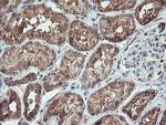 REEP2 Antibody in Immunohistochemistry (Paraffin) (IHC (P))