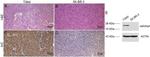 REG3A Antibody in Western Blot (WB)