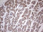 RELA Antibody in Immunohistochemistry (Paraffin) (IHC (P))