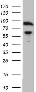 RELA Antibody in Western Blot (WB)