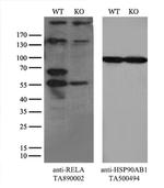 RELA Antibody in Western Blot (WB)