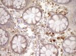 REN Antibody in Immunohistochemistry (Paraffin) (IHC (P))