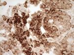 REN Antibody in Immunohistochemistry (Paraffin) (IHC (P))