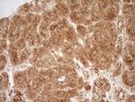 REN Antibody in Immunohistochemistry (Paraffin) (IHC (P))