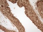 REN Antibody in Immunohistochemistry (Paraffin) (IHC (P))