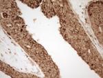 REN Antibody in Immunohistochemistry (Paraffin) (IHC (P))