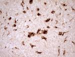 REN Antibody in Immunohistochemistry (Paraffin) (IHC (P))