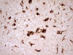 REN Antibody in Immunohistochemistry (Paraffin) (IHC (P))