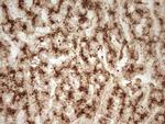 REN Antibody in Immunohistochemistry (Paraffin) (IHC (P))