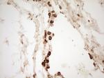 REN Antibody in Immunohistochemistry (Paraffin) (IHC (P))