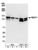 RENT1 Antibody in Western Blot (WB)