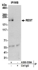 REST Antibody in Immunoprecipitation (IP)