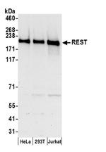 REST Antibody in Western Blot (WB)