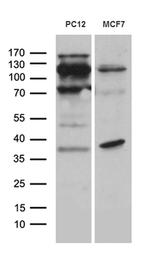 REV1 Antibody in Western Blot (WB)