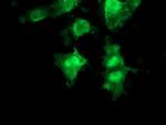 RFC2 Antibody in Immunocytochemistry (ICC/IF)