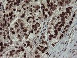 RFC2 Antibody in Immunohistochemistry (Paraffin) (IHC (P))