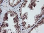 RFC2 Antibody in Immunohistochemistry (Paraffin) (IHC (P))